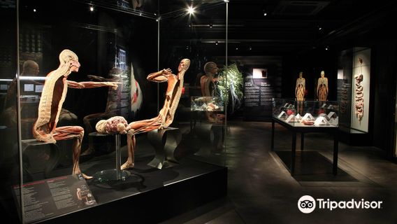BODY WORLDS Amsterdam