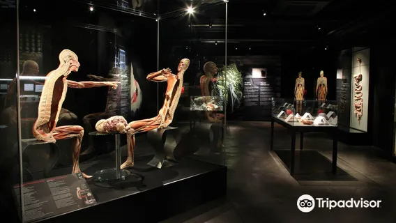 BODY WORLDS Amsterdam