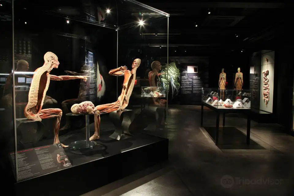 4_BODY WORLDS Amsterdam