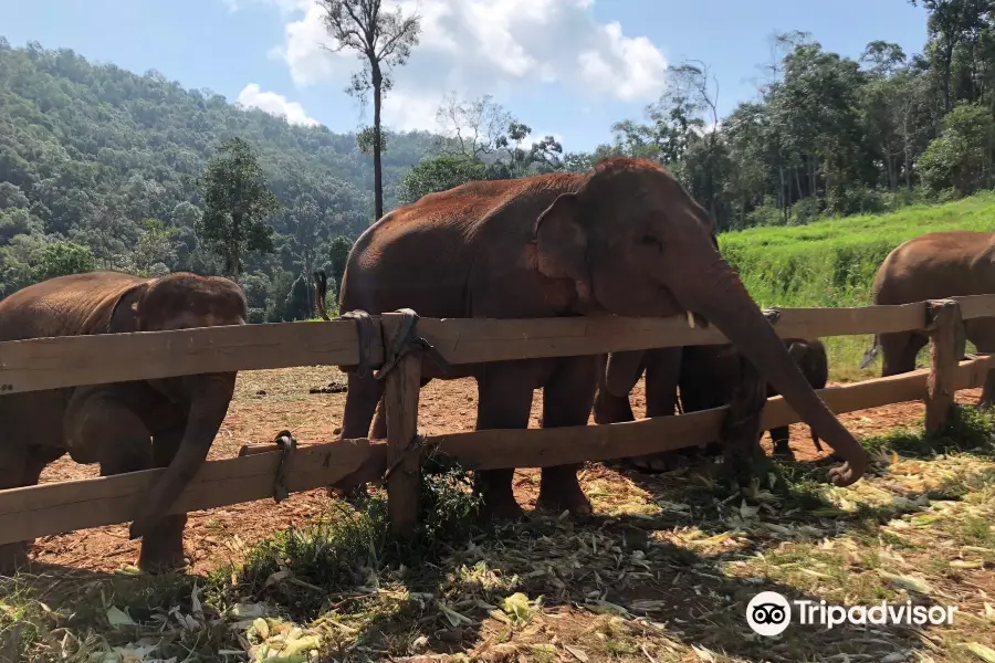 Chiang Mai Elephant Empire