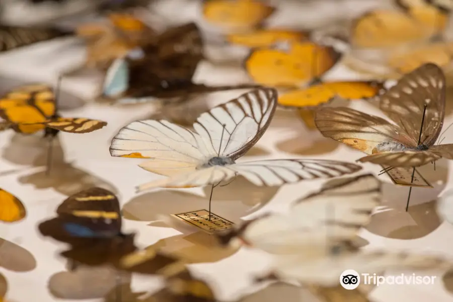 Idaho Museum of Natural History