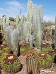 Cactus Thiemann