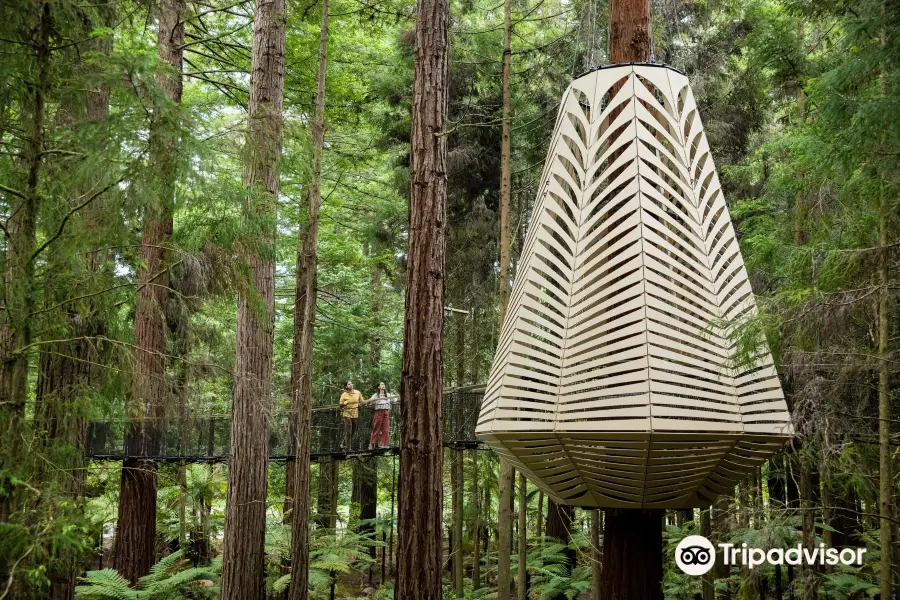 Redwoods Treewalk