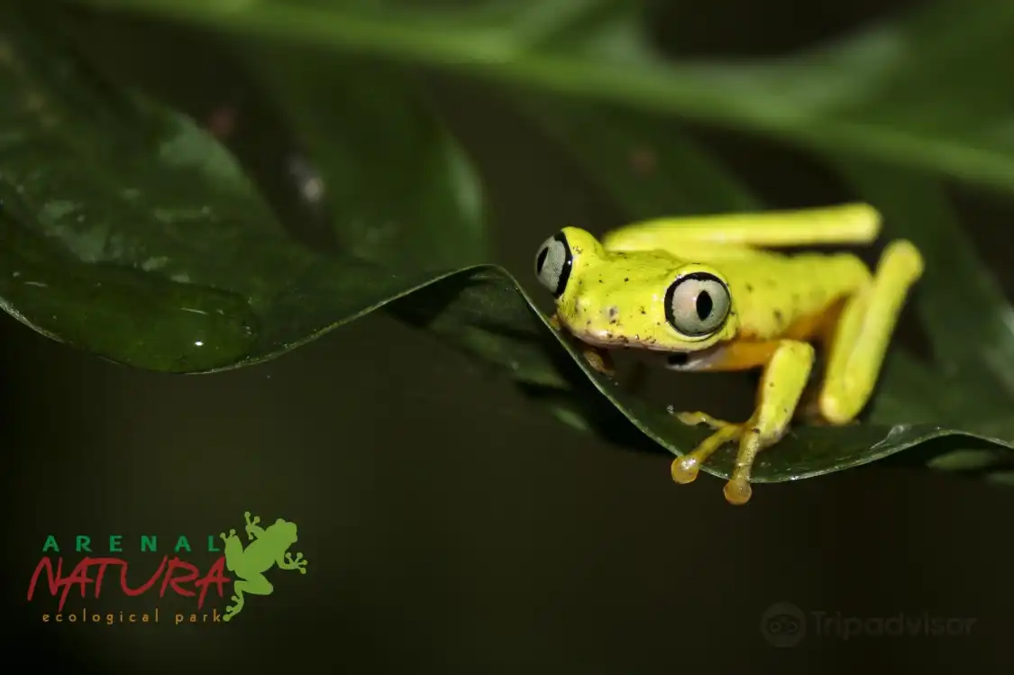 Các khách sạn gần Arenal Natura Ecological Park