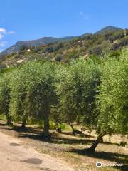 Ojai Olive Oil