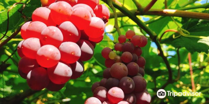 Nitori Tourist Orchard / Yamamoto Orchard