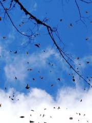 Sierra Chincua Butterfly Sanctuary