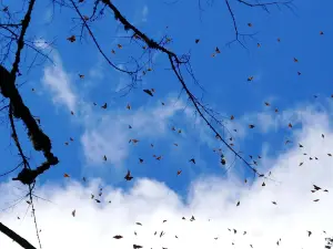 Santuario de la Mariposa Monarca Sierra Chincua