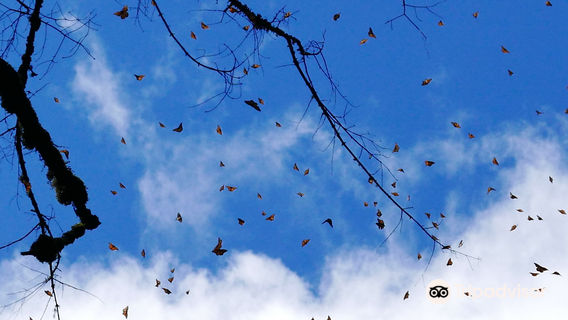 Monarch Butterfly Sanctuary Sierra Chincua