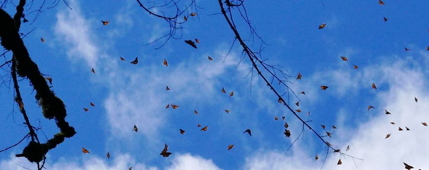 Monarch Butterfly Sanctuary Sierra Chincua
