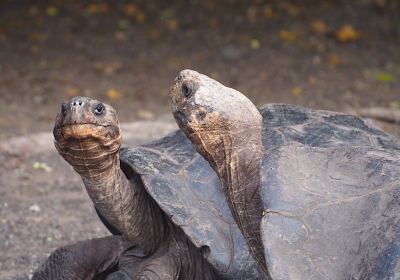 Centro de Crianza Tortugas Gigantes Arnaldo Tupiza Chamaidan