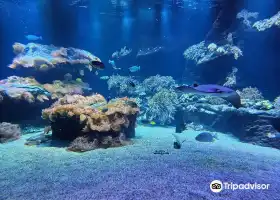 Loebbecke-Museum und Aquazoo