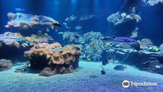 Loebbecke-Museum und Aquazoo