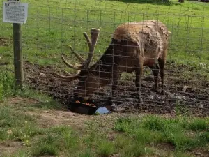 Rocky Mountain Wildlife Park