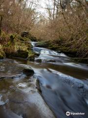 Black Spout Wood