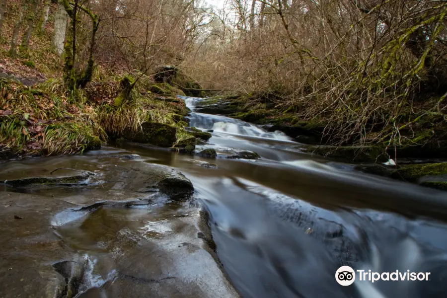 Black Spout Wood