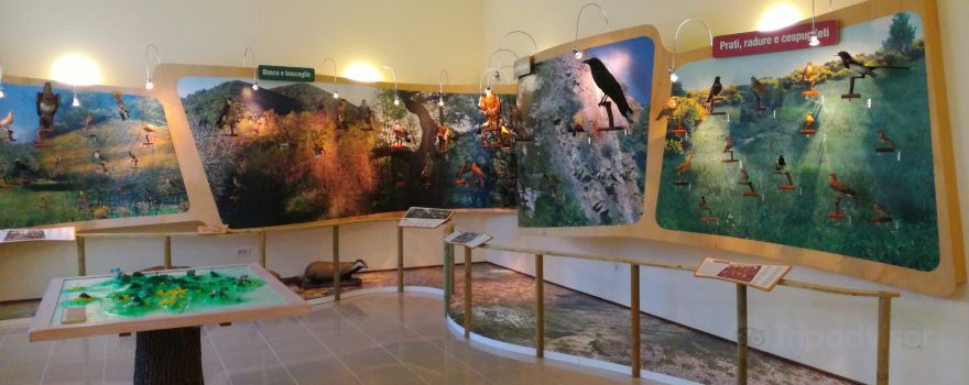 Museo Archeologico Naturalistico dei Colli Euganei