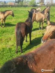 Horseback Riding Colchagua Valley