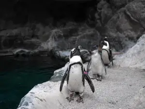 プエブロ動物園