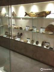 Museo de Fosiles y Minerales