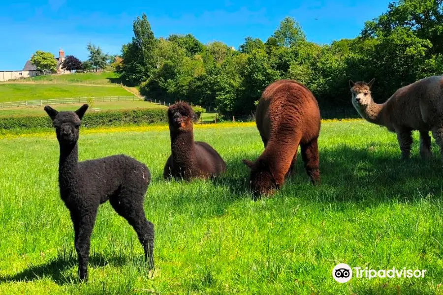 Patou Alpacas