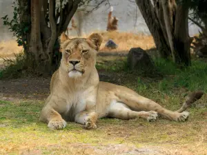 Africam Safari