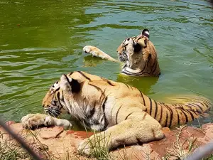 MBIDI Resort & Animal Sanctuary