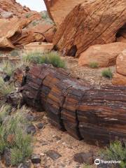 NATIONAL FOSSIL WOOD PARK