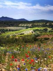 Vineyards DOM BRIAL