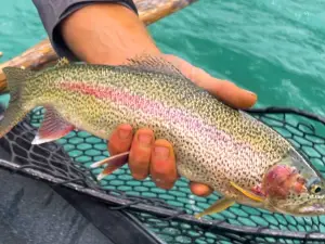 Kenai River Float-n-Fish