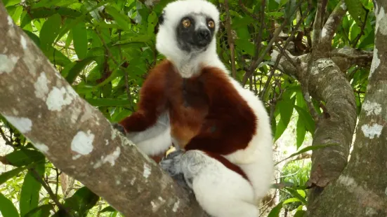 Madagascar Exotic