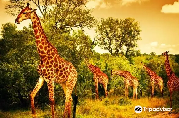 Back of Africa Adventure (Kenya & Tanzania Safari Tours Provider)