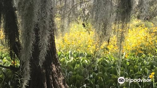 Louisiana Swamp Tours