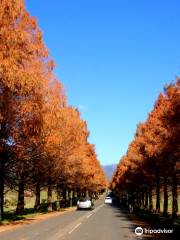 Metasequoia Namiki