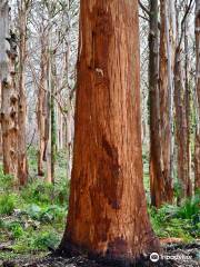 Boranup Karri Forest