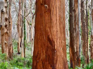 Boranup Karri Forest