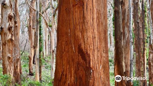 Boranup Karri Forest