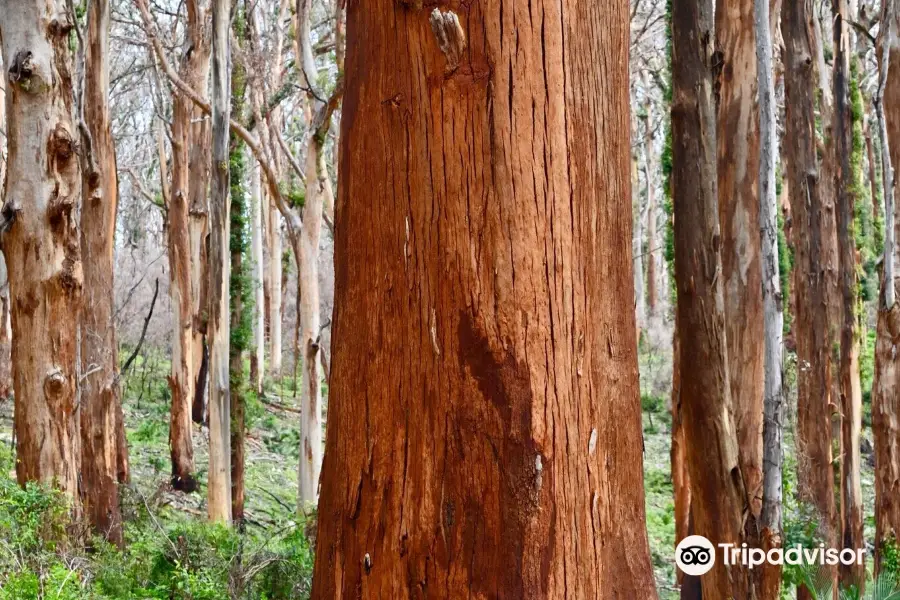 Boranup Karri Forest