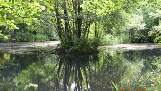 Conwy Water Gardens