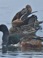 Colusa National Wildlife Refuge