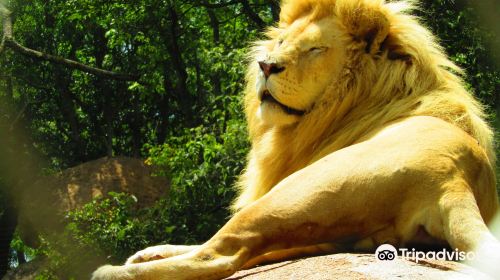 Lion & Cheetah Park