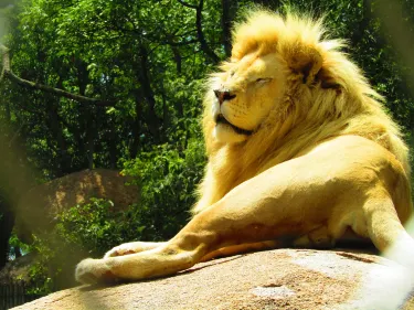 Lion & Cheetah Park