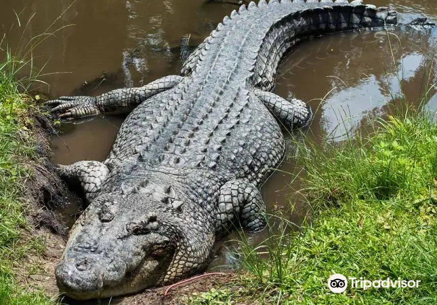 大衛菲里野生動物園