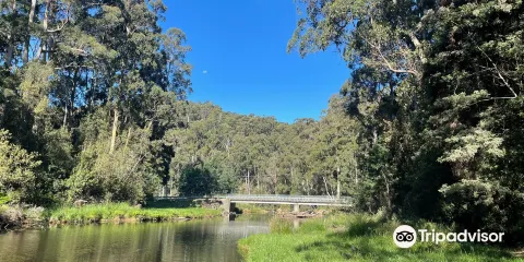 Fern Glade Reserve