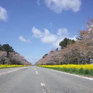 桜並木と菜の花ロード