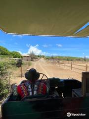 Curaçao Ostrich Farm