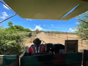 Curaçao Ostrich Farm