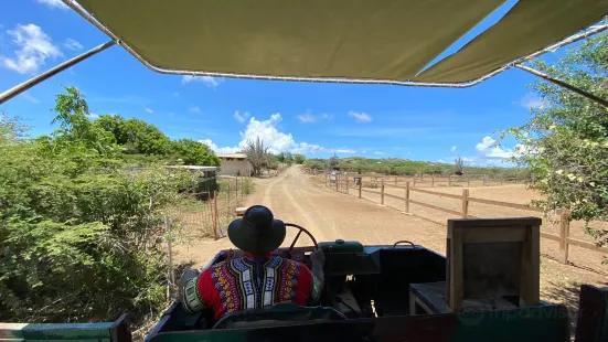 Curacao Ostrich Farm