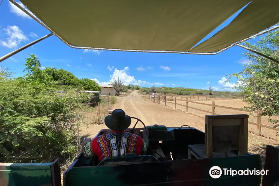 Curaçao Ostrich Farm