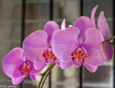 Aprovaca (The Orchid Nursery & Conservation Center)